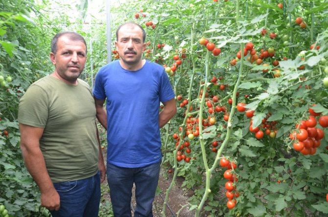 Komşu illerin domatesi Kahramanmaraş’tan