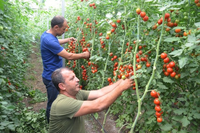 Komşu illerin domatesi Kahramanmaraş’tan