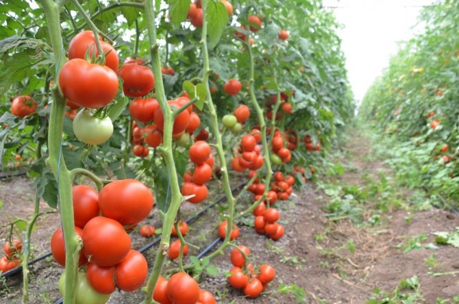 Komşu illerin domatesi Kahramanmaraş’tan