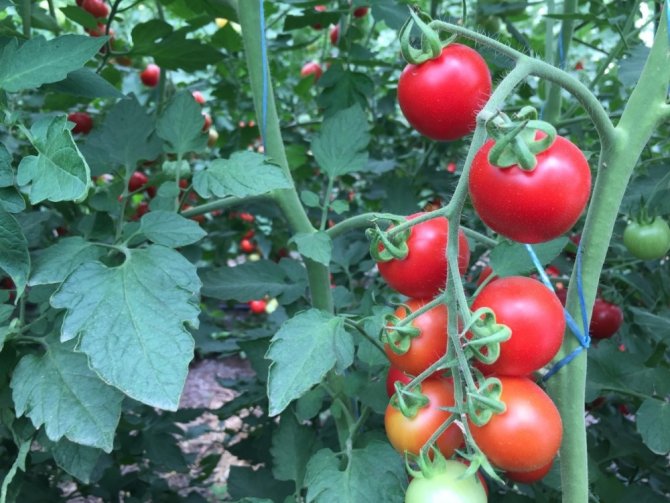 Komşu illerin domatesi Kahramanmaraş’tan