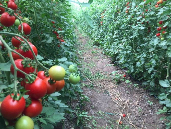 Komşu illerin domatesi Kahramanmaraş’tan