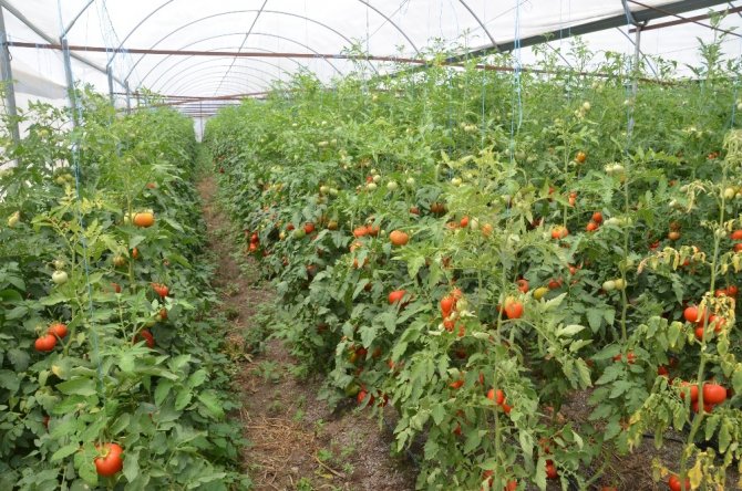 Komşu illerin domatesi Kahramanmaraş’tan