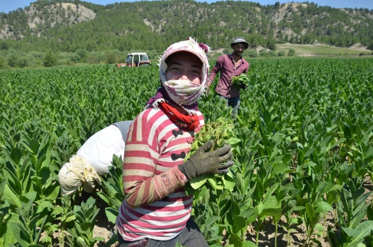 Ege’de tütün hasadı başladı