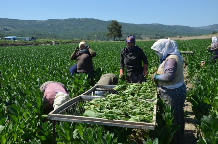 Ege’de tütün hasadı başladı
