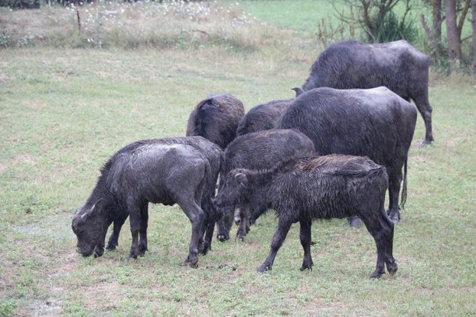 Kahramanmaraş'ta köylünün hayatı mandayla değişiyor