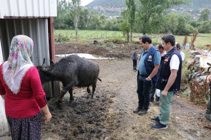 Kahramanmaraş'ta köylünün hayatı mandayla değişiyor