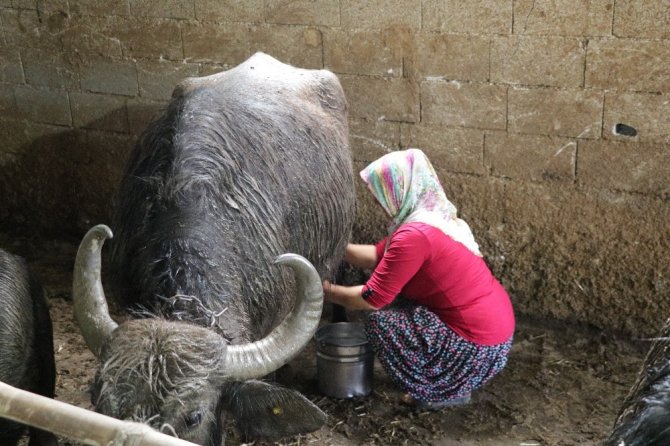 Kahramanmaraş'ta köylünün hayatı mandayla değişiyor