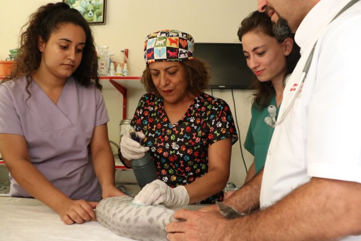 Hayvan sevgisi 21 yıllık öğretmeni veteriner teknikeri yaptı