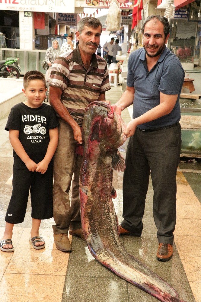 Kahramanmaraş'ta tuttular! Ağırlığı 100 kilo, boyu 2 metre