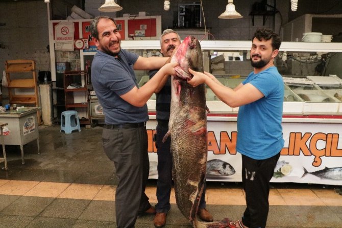 Kahramanmaraş'ta tuttular! Ağırlığı 100 kilo, boyu 2 metre