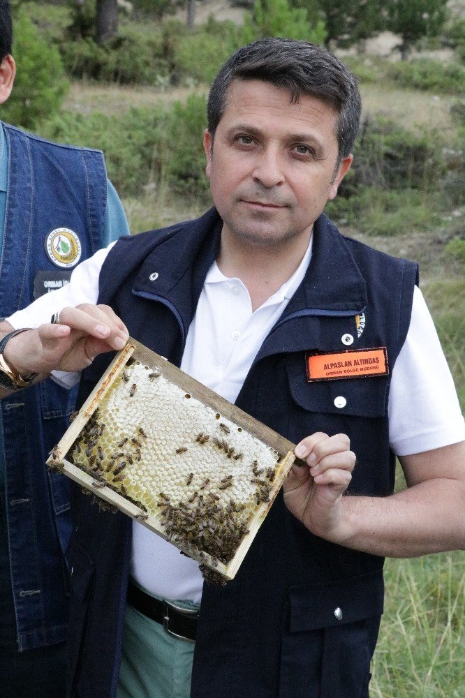 Kahramanmaraş’a 11. bal ormanı oluşturuldu