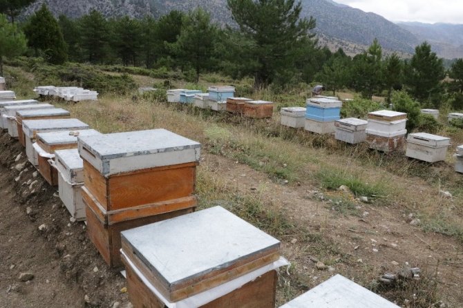 Kahramanmaraş’a 11. bal ormanı oluşturuldu