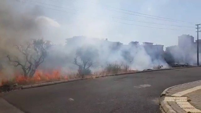 Kahramanmaraş’ta zeytinlik alevlere teslim oldu