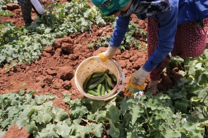 Kahramanmaraş'ta salatalığın kilosu tarlada 50 kuruş