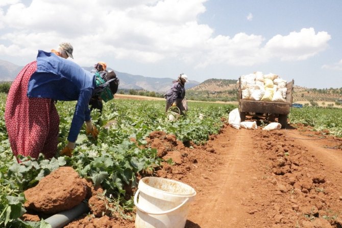 Kahramanmaraş'ta salatalığın kilosu tarlada 50 kuruş