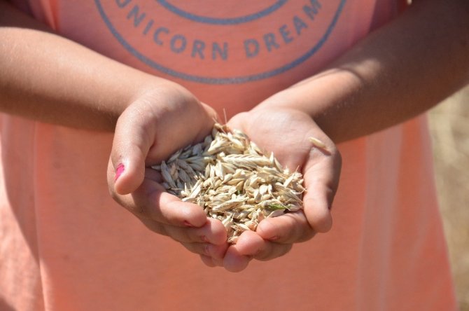 Kahramanmaraş'ta buğdayın atası olarak bilinen siyez buğdayında hasat sevinci