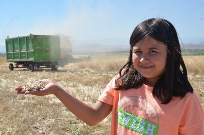 Kahramanmaraş'ta buğdayın atası olarak bilinen siyez buğdayında hasat sevinci