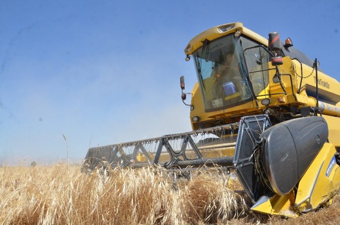 Kahramanmaraş'ta buğdayın atası olarak bilinen siyez buğdayında hasat sevinci