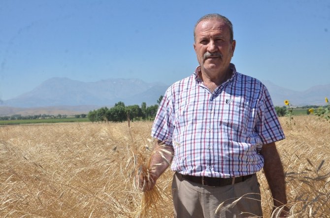 Kahramanmaraş'ta buğdayın atası olarak bilinen siyez buğdayında hasat sevinci