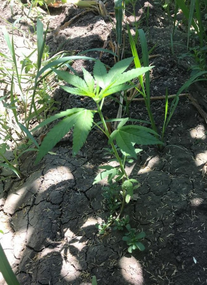 Elbistan'da mısır tarlasındaki kenevirleri drone yakaladı