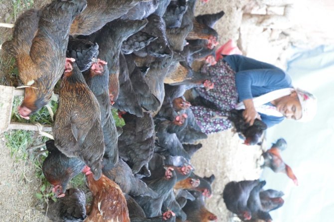 Geçinmek için başladığı işi büyüten kadının hedefi tavuk çiftliği sahibi olmak