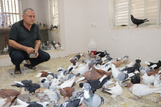 Güvercin sevgisi sınır tanımıyor