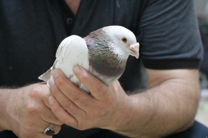 Güvercin sevgisi sınır tanımıyor