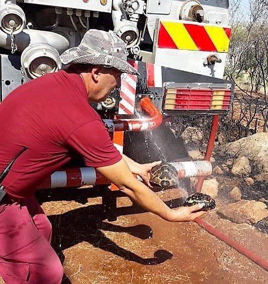Kahramanmaraş'ta ormancılar kaplumbağaları yanmaktan kurtardı