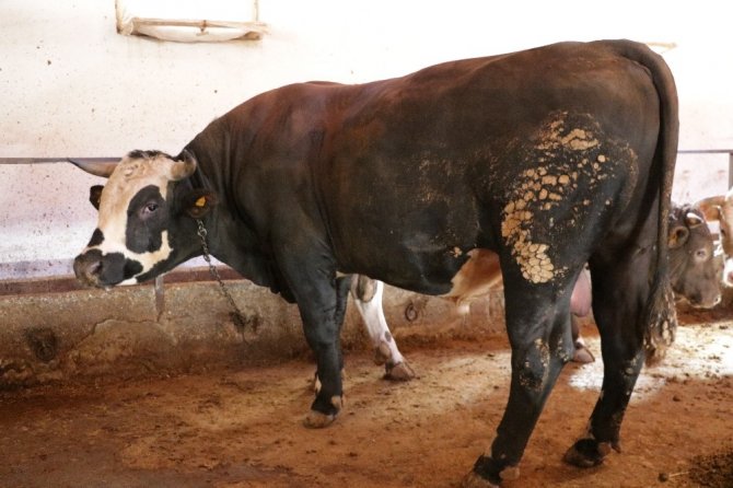 Kahramanmaraş'ta otomobil fiyatına kurbanlık tosun