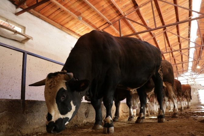 Kahramanmaraş'ta otomobil fiyatına kurbanlık tosun