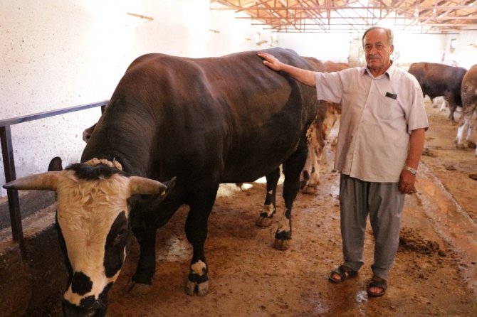 Kahramanmaraş'ta otomobil fiyatına kurbanlık tosun