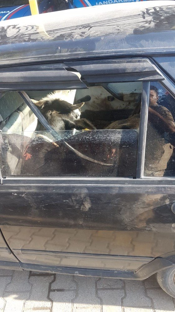 Çaldıkları Büyükbaş Başlarına Bela Oldu