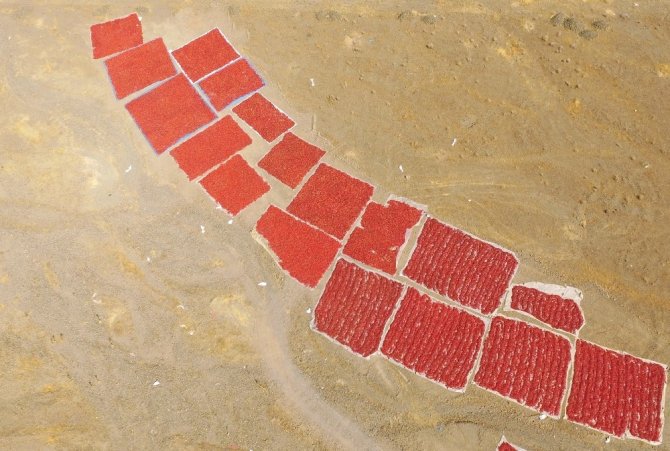 Kahramanmaraş'ta kırmızı biber hasadı başladı