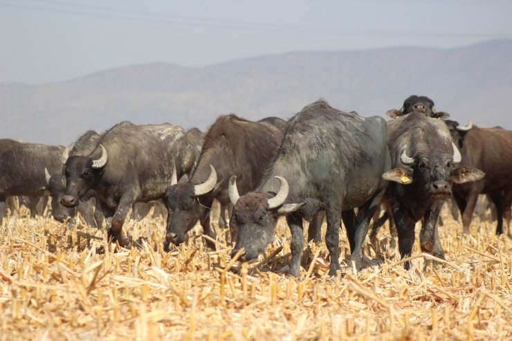 Manisa’da Afrika’yı andıran görüntüler