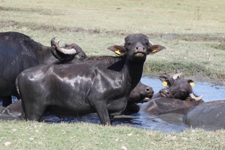 Manisa’da Afrika’yı andıran görüntüler
