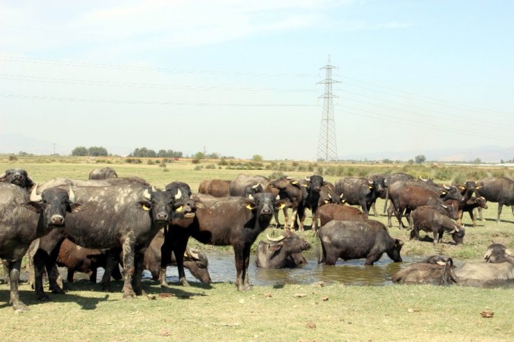 Manisa’da Afrika’yı andıran görüntüler