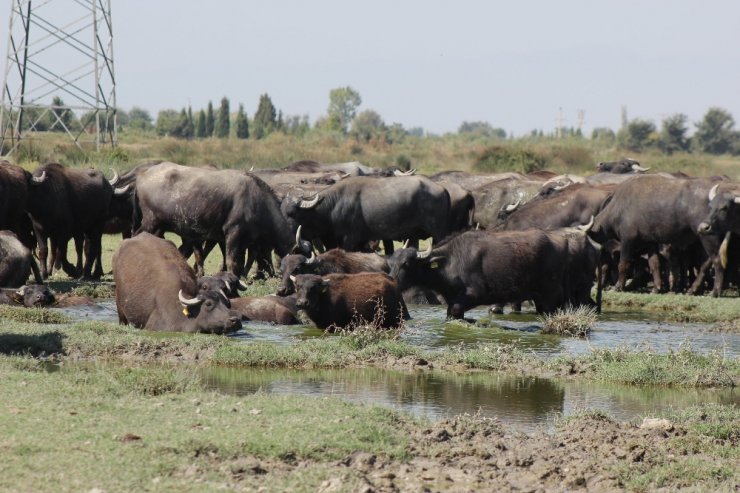 Manisa’da Afrika’yı andıran görüntüler