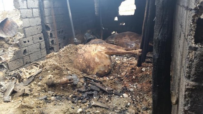 Kahramanmaraş’ta ahır yangını: 17 hayvan telef oldu