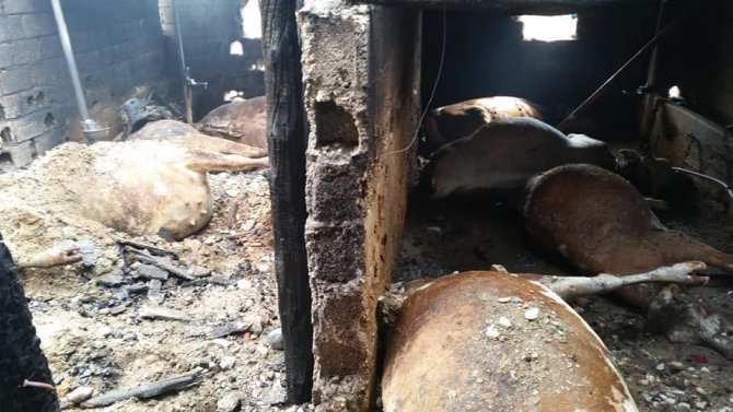 Kahramanmaraş’ta ahır yangını: 17 hayvan telef oldu