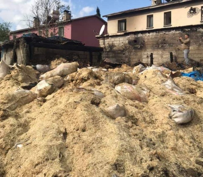Kahramanmaraş’ta ahır yangını: 17 hayvan telef oldu