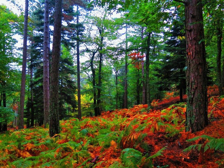 Kazdağları sonbahar renkleriyle göz kamaştırıyor