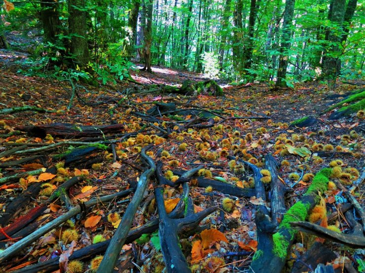 Kazdağları sonbahar renkleriyle göz kamaştırıyor