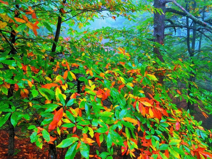 Kazdağları sonbahar renkleriyle göz kamaştırıyor