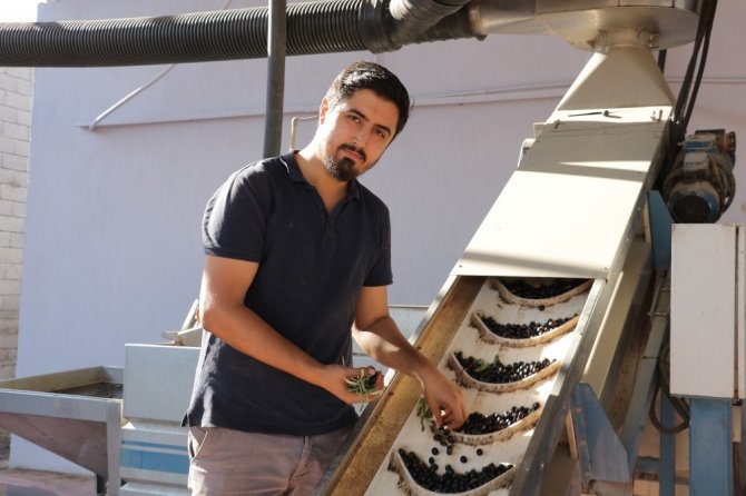 Kahramanmara'ta Aile boyu zeytinyağı üretiyorlar