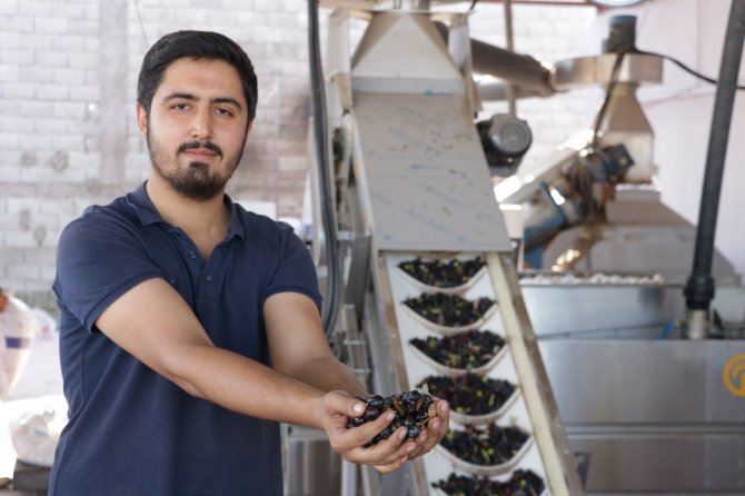 Kahramanmara'ta Aile boyu zeytinyağı üretiyorlar