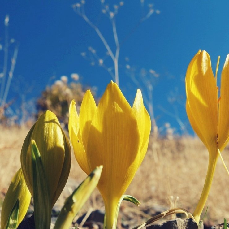 Irak sınırında sonbahar cümbüşü