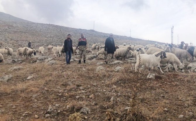 Kaybolan 70 küçükbaş hayvanı jandarma buldu