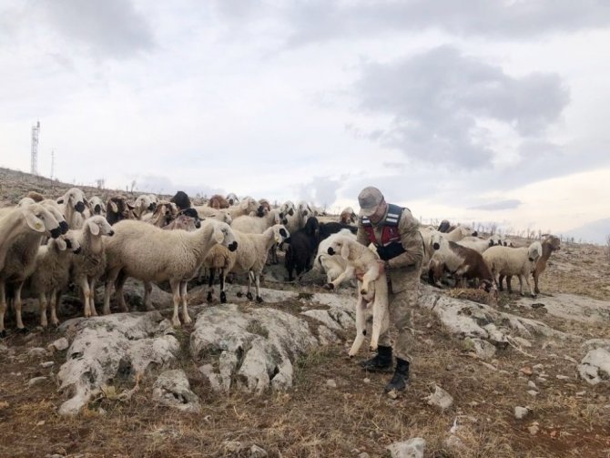 Kaybolan 70 küçükbaş hayvanı jandarma buldu