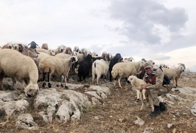 Kaybolan 70 küçükbaş hayvanı jandarma buldu