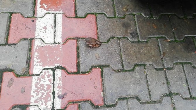 Soğuktan kaçan serçe hastaneye sığındı